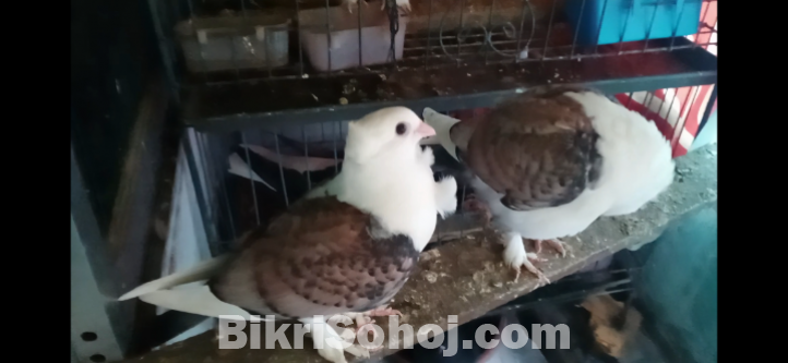 ঝড়না সার্টিন কবুতর বে‌বি